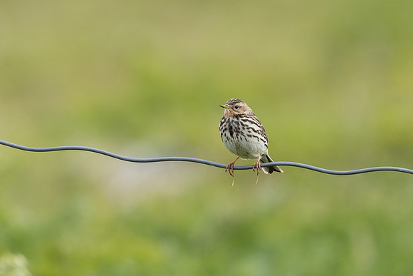 Red throated Pipit, Vardo, Norway, June 2023.