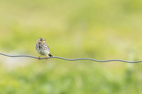 Red throated Pipit, Vardo, Norway, June 2023