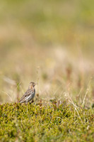 Red throated Pipit, Vadso, Norway, June 2023