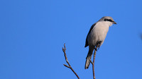 Great Grey Shrike, Crabtree Hill, March 2015