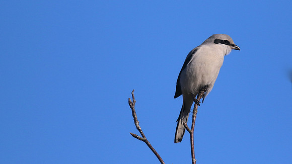Great Grey Shrike, Crabtree Hill, March 2015