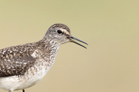 Wood Sandpiper, Norway, June 2023