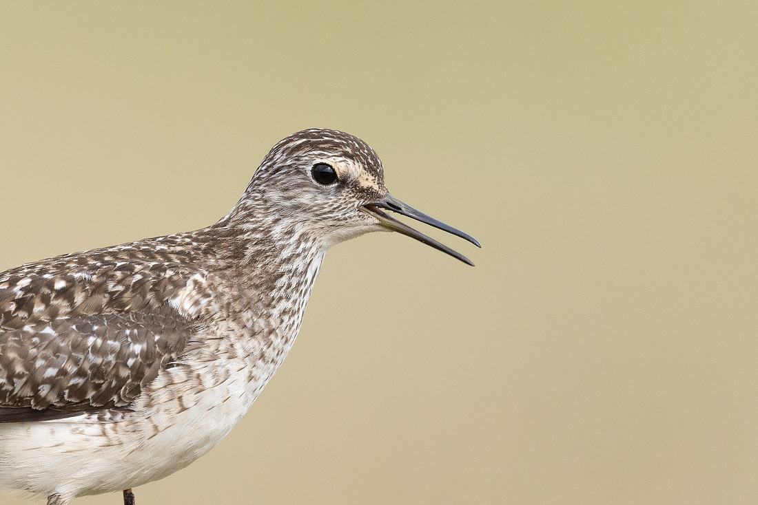 Wood Sandpiper, Norway, June 2023