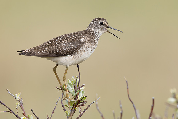 Wood Sandpiper, Norway, June 2023