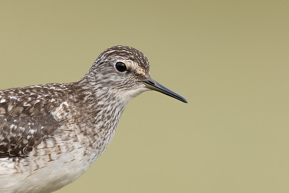 Wood Sandpiper, Norway, June 2023