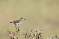 Wood Sandpiper, Norway, June 2023.