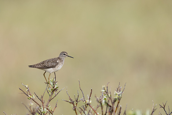 Wood Sandpiper, Norway, June 2023.