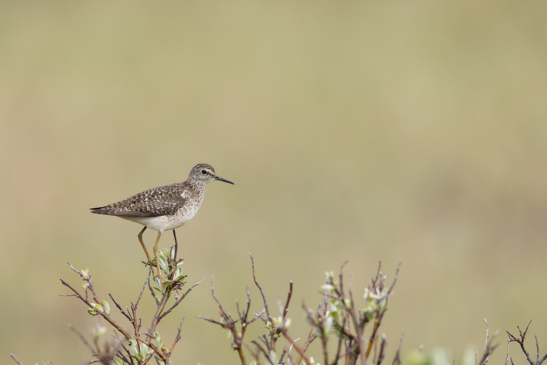 Wood Sandpiper, Norway, June 2023.
