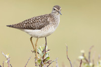 Wood Sandpiper, Norway, June 2023