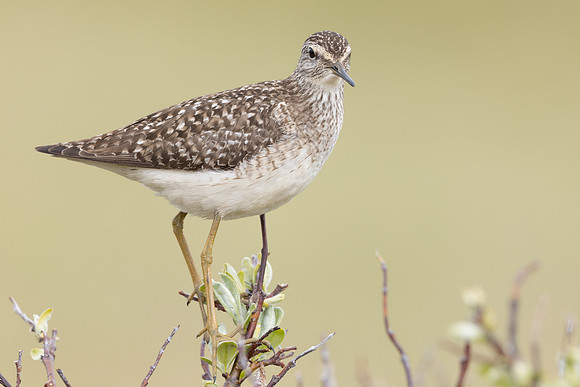 Wood Sandpiper, Norway, June 2023