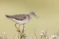 Wood Sandpiper, Norway, June 2023