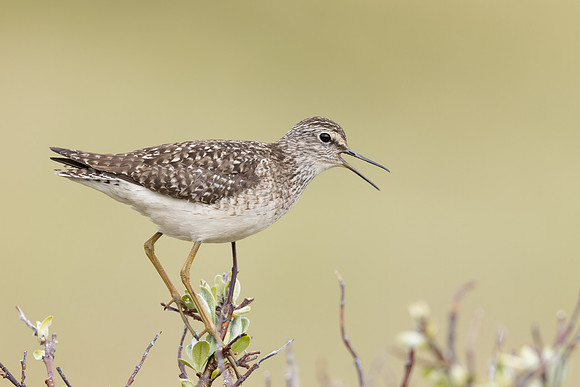 Wood Sandpiper, Norway, June 2023