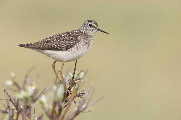 Wood Sandpiper, Norway, June 2023