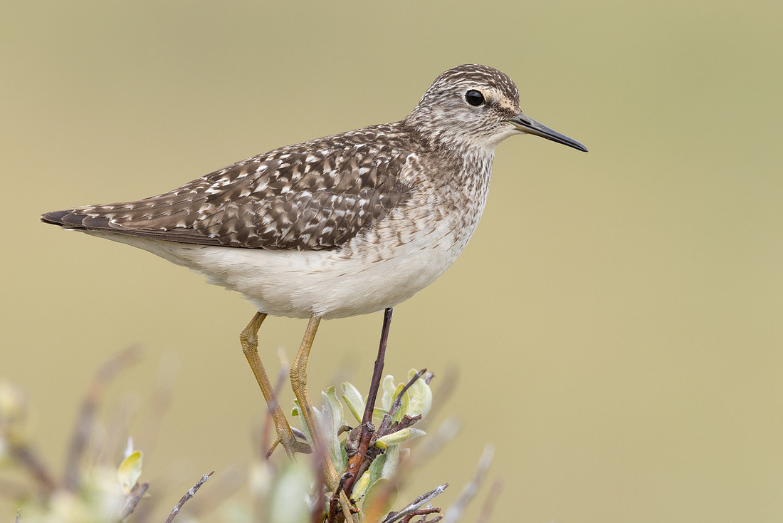 Wood Sandpiper, Norway, June 2023