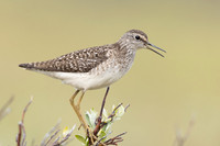 Wood Sandpiper, Norway, June 2023
