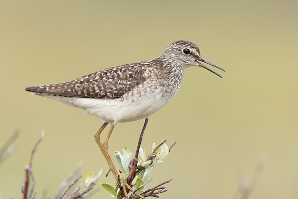 Wood Sandpiper, Norway, June 2023