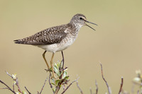 Wood Sandpiper, Norway, June 2023