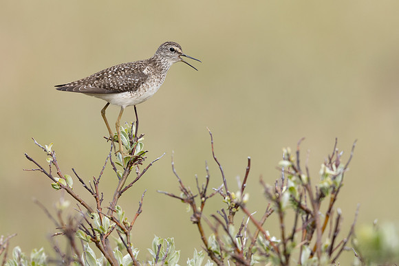 Wood Sandpiper, Norway, June 2023