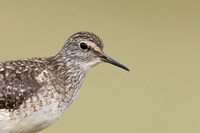 Wood Sandpiper, Norway, June 2023