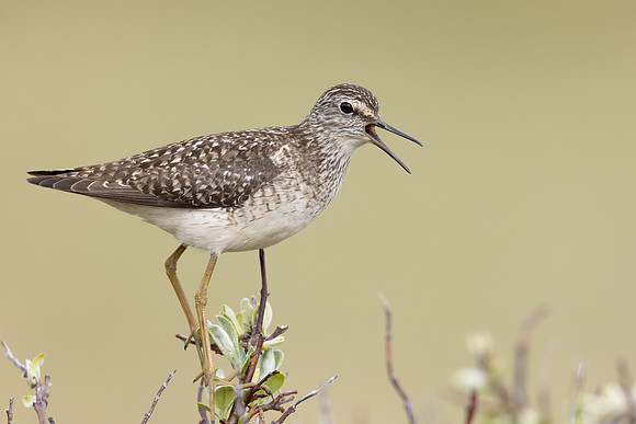 Wood Sandpiper, Norway, June 2023