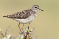 Wood Sandpiper, Norway, June 2023