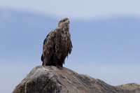 White-tailed Eagle