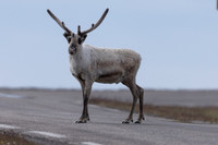 Reindeer