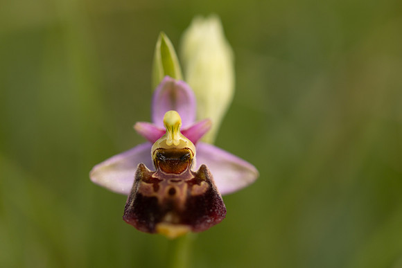 Late Spider-orchid, Kent, May 2024