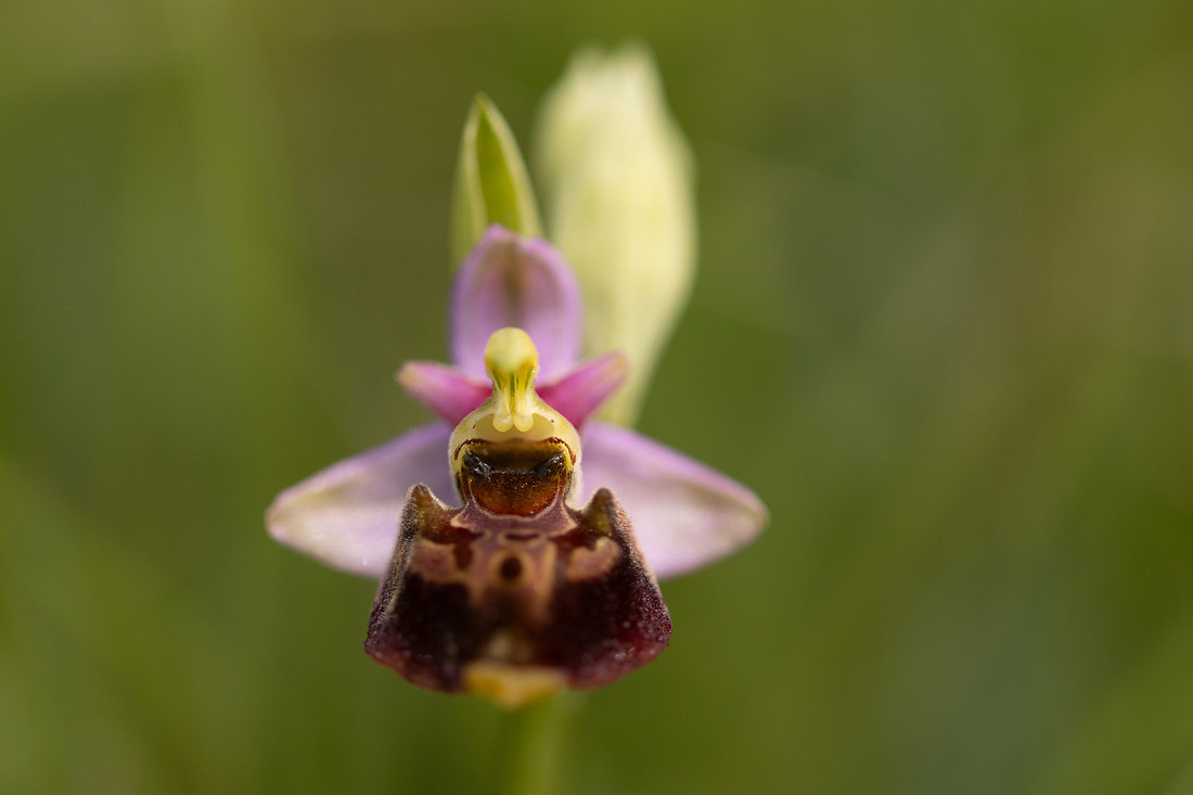 Late Spider-orchid, Kent, May 2024