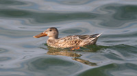 Shoveler,  Farmoor Reservoir, October 2014