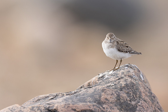 Temmincks Stint, Skallelv Neset, Norway, June 2023