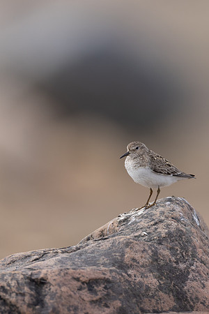Temmincks Stint, Skallelv Neset, Norway, June 2023