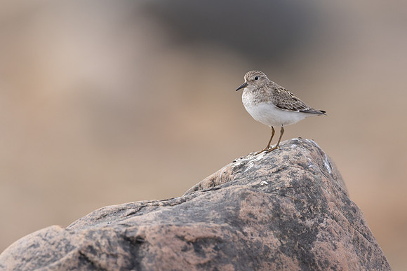 Temmincks Stint, Skallelv Neset, Norway, June 2023