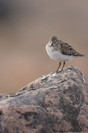 Temmincks Stint, Skallelv Neset, Norway, June 2023