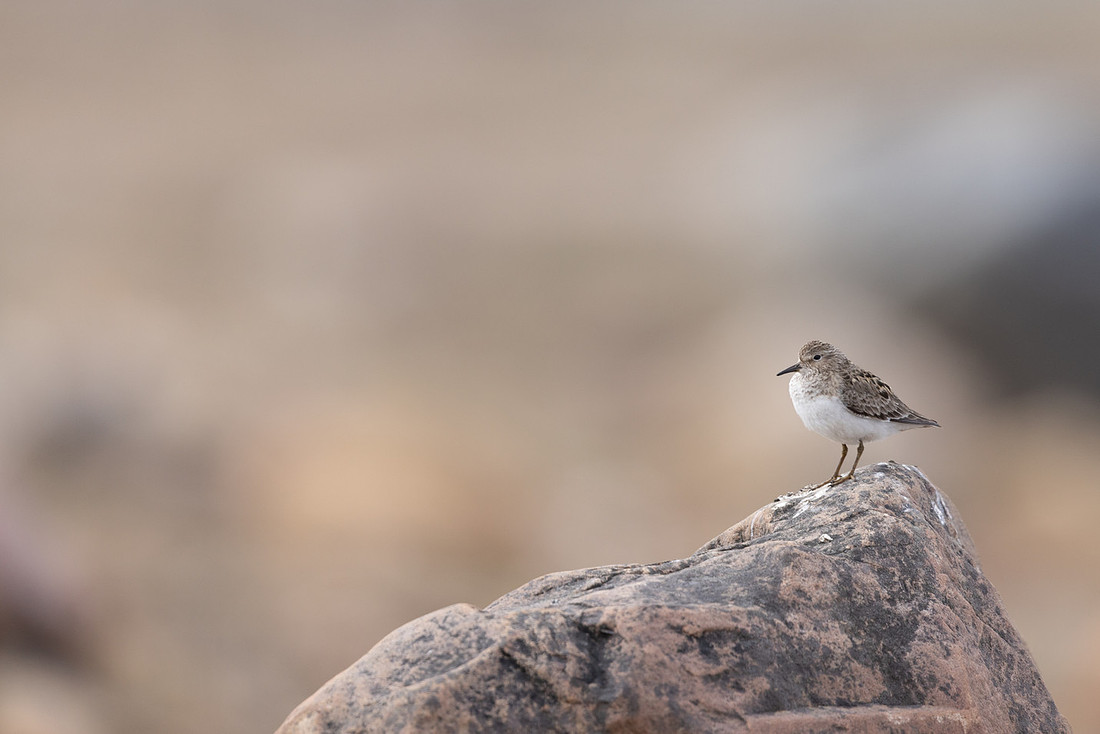 Temmincks Stint, Skallelv Neset, Norway, June 2023