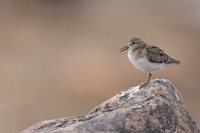 Temmincks Stint, Skallelv Neset, Norway, June 2023