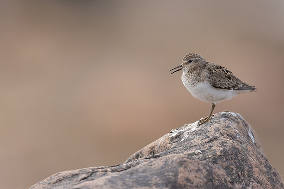 Temmincks Stint, Skallelv Neset, Norway, June 2023