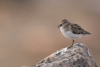 Temmincks Stint, Skallelv Neset, Norway, June 2023