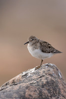 Temmincks Stint, Skallelv Neset, Norway, June 2023