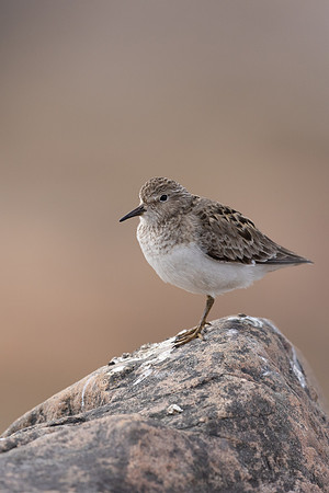 Temmincks Stint, Skallelv Neset, Norway, June 2023