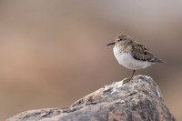 Temmincks Stint, Skallelv Neset, Norway, June 2023