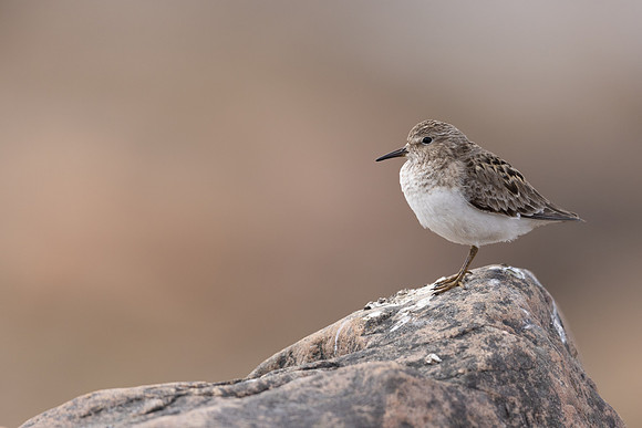 Temmincks Stint, Skallelv Neset, Norway, June 2023