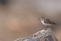 Temmincks Stint, Skallelv Neset, Norway, June 2023