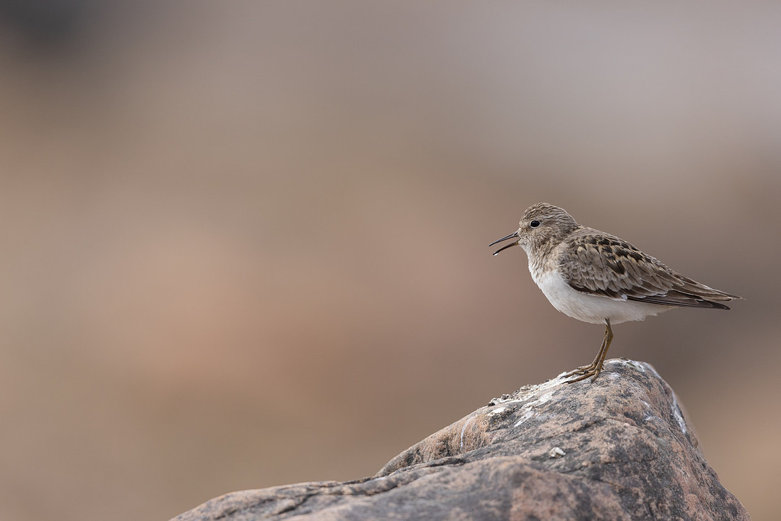 Temmincks Stint, Skallelv Neset, Norway, June 2023