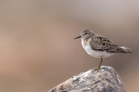 Temmincks Stint, Skallelv Neset, Norway, June 2023
