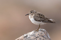 Temmincks Stint, Skallelv Neset, Norway, June 2023
