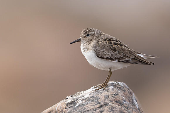 Temmincks Stint, Skallelv Neset, Norway, June 2023