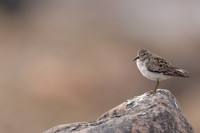 Temmincks Stint, Skallelv Neset, Norway, June 2023