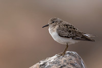 Temmincks Stint, Skallelv Neset, Norway, June 2023