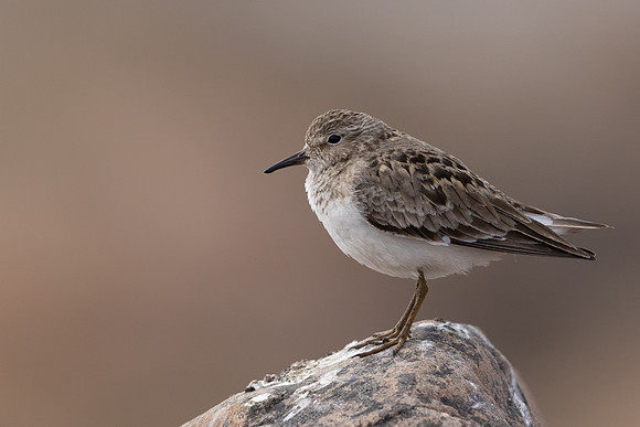 Temmincks Stint, Skallelv Neset, Norway, June 2023